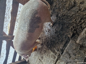 Vând scroafa ,o fătat doar o data ,mai multe detalii la telefon  - imagine 2