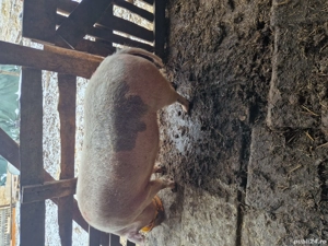 Vând scroafa ,o fătat doar o data ,mai multe detalii la telefon  - imagine 4