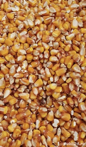 Porumb producție 2025