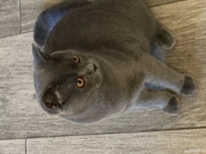 Motan albastru de rusia - imagine 4