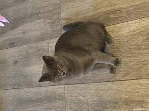 Motan albastru de rusia - imagine 2