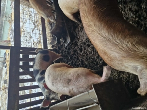 Vând porci de carne ,sau schimb cu vitei ,vaci ,cereale plus diferența unde este cazul  - imagine 2