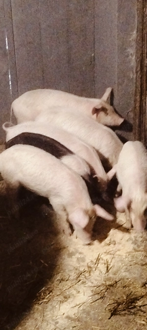 Purcei de 8 săptămâni 