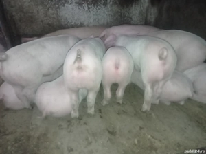 Ofertă pentru anul 2026 - imagine 3