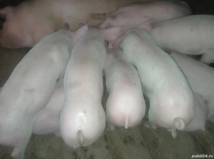 Ofertă pentru anul 2026 - imagine 4