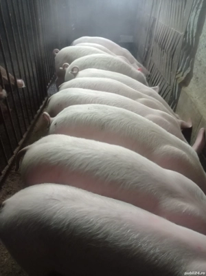 Ofertă pentru anul 2026 - imagine 2