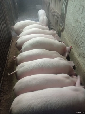 Ofertă pentru anul 2026