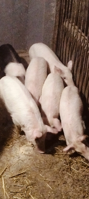 Purcei de 8 săptămâni  - imagine 2
