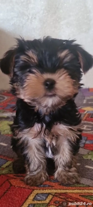 Yorkshire Terrier 