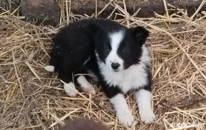 disponibilă o femela Border Collie 