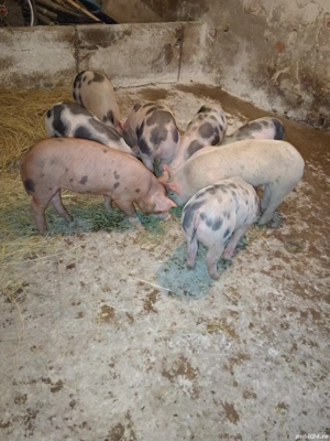 Purcei Pietrain înțărcați  - imagine 2