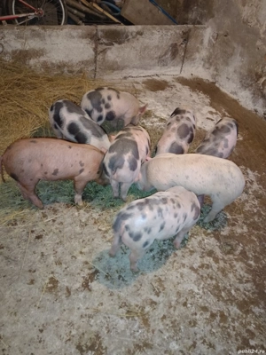 Purcei Pietrain înțărcați  - imagine 3