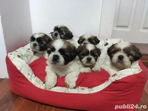 Shihtzu     