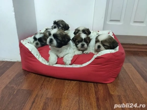 Shihtzu      - imagine 3