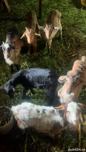 vând capre gestante 