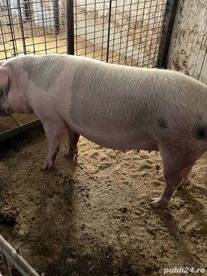 scroafe gestante - imagine 5