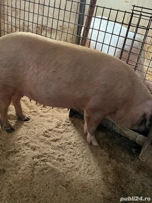 scroafe gestante - imagine 3