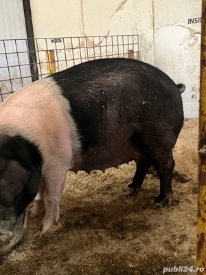 scroafe gestante - imagine 2