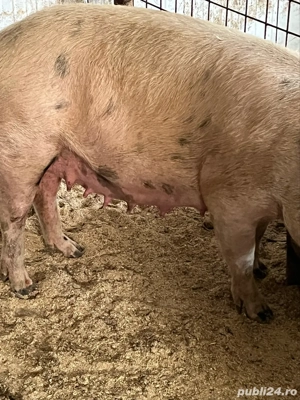 scroafe gestante - imagine 4