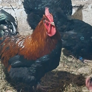 Ouă Marans ideale pentru consum   naturale, gustoase și sănătoase - imagine 5