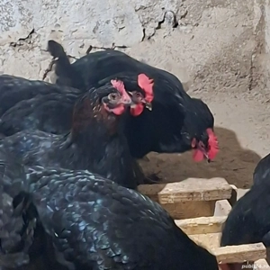 Ouă Marans ideale pentru consum   naturale, gustoase și sănătoase - imagine 4