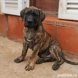 - Vand Mascul Cane corso 5 ani pedigree !!!