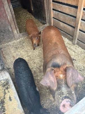 Vând 2 Purcele Duroc și Pietran!! - imagine 5