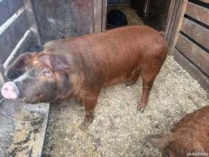 Vând 2 Purcele Duroc și Pietran!!