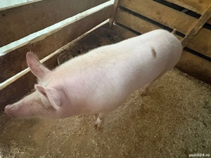 Vând 2 Purcele Duroc și Pietran!! - imagine 2