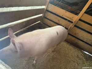 Vând 2 Purcele Duroc și Pietran!! - imagine 3