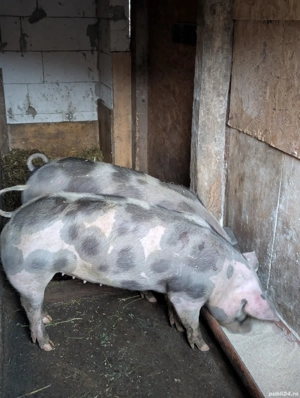 Scrofițe Metis Pietrain Belgian. - imagine 2