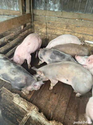 Vand purcei  - imagine 2