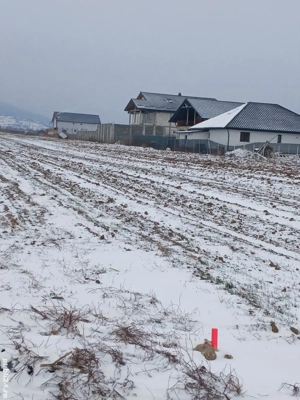 Teren extravilan în Cărpiniș - imagine 3