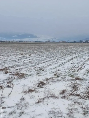 Teren extravilan în Cărpiniș - imagine 4