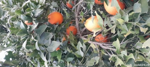 Caut 6 persoane la cules de portocale - imagine 4