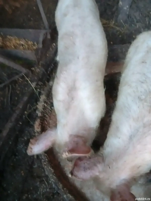 Grăsuni de vînzare 