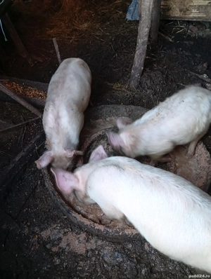 Grăsuni de vînzare  - imagine 2