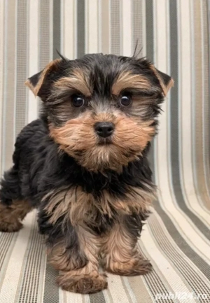 Yorkshire Terrier 