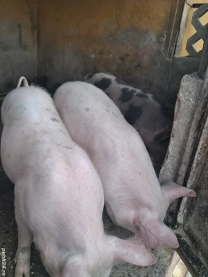 buni pentru proțap 25...30 kg rasă marele alb 