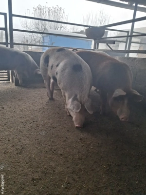 de vânzare 5 masculi 75...115 kg rasă duroc și petrean ofer transport  - imagine 2