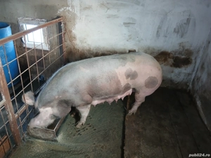 vand scroafa cu purcei petrain! 