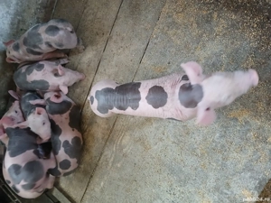 vand scroafa cu purcei petrain!  - imagine 4