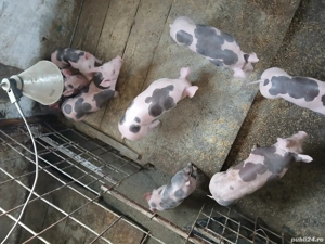 vand scroafa cu purcei petrain!  - imagine 2