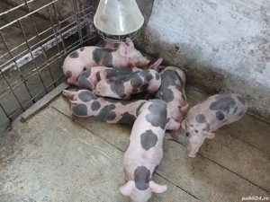 vand scroafa cu purcei petrain!  - imagine 5