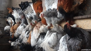 ouă incubație brahma 