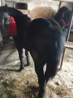 Vand manza 8 luni - imagine 2