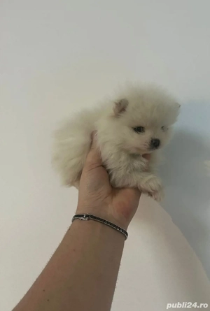Pomeranian Alb toy mascul !!