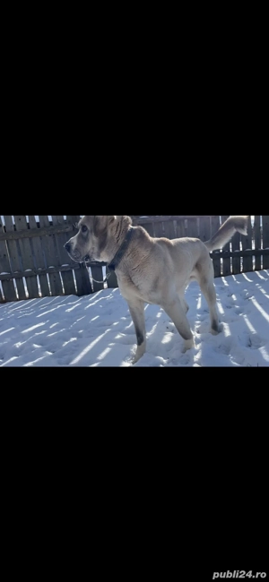 mascul ciobanesc de asia centrala - imagine 3