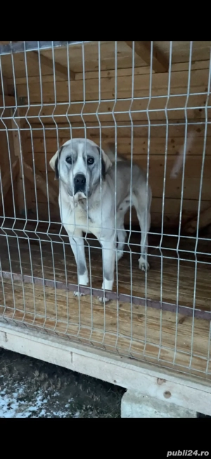 mascul ciobanesc de asia centrala - imagine 4