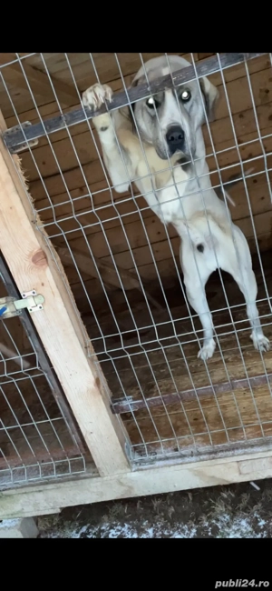 mascul ciobanesc de asia centrala - imagine 5